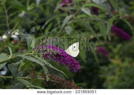 Pieris Brassicae The White Butterfly On Buddleja Davidii