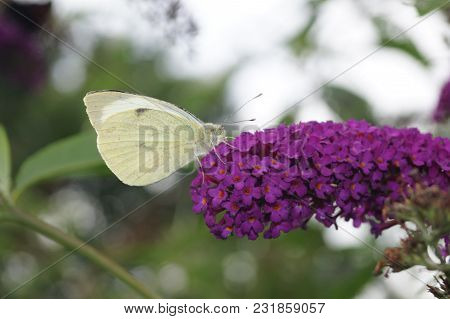 Pieris Brassicae The White Butterfly On Buddleja Davidii