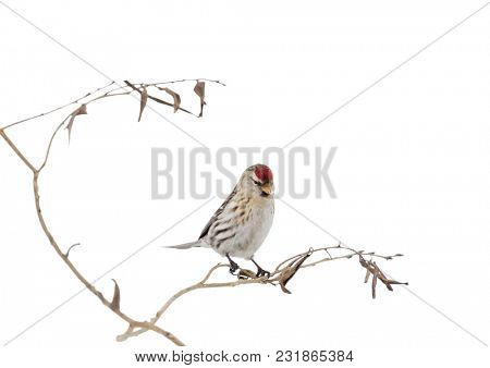 common redpoll and dry plant isolated on white background