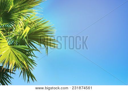 The Tops Of The Palm Trees With Fan Shaped Leaves On A Clear Blue Sky