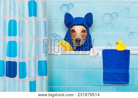 Jack Russell Dog  In A Bathtub Not So Amused About That , With Yellow Plastic Duck And Towel,wearing