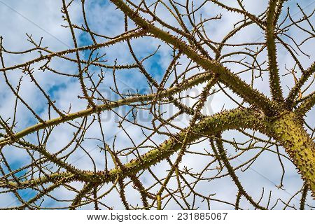 The Silk Floss Tree