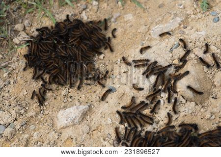 Group Family Of New Born Spring Insects On The Ground