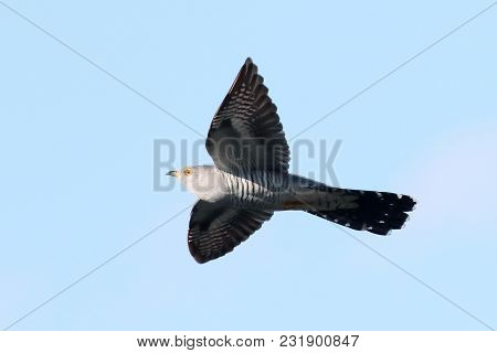 The Cuckoo Fly In Mid Summer On A Warm Summer Day