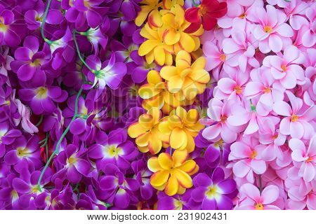Colorful Flowers Background , Various  Orchid In Thailad