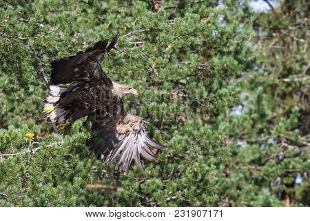 White Tailed Eagle Is A Large Bird Of Prey