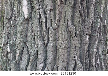 Dry Grey Bark Of Black Poplar Tree