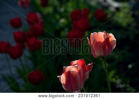 Bright Early Spring First Tulips Of Red-orange Color With Large Buds In The Garden