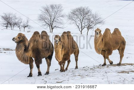 Bactrian Camels In A Nature Of Winter Mongolia