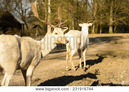 Albino Fallow Deer Standing On A Dusty Road At Sunset