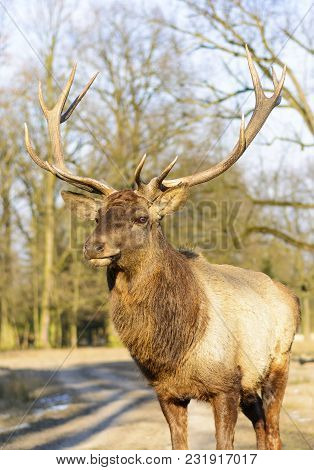 Big Brown Deer On A Meadow At Sunset