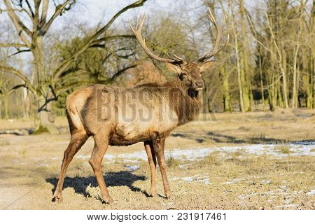 Big Brown Deer On A Meadow At Sunset
