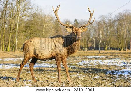 Big Brown Deer On A Meadow At Sunset
