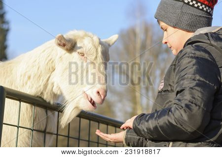 A Boy Feeding A White Goat. Life On The Farm. Animals At Castle Castolovice. Feeding A Domesticated 