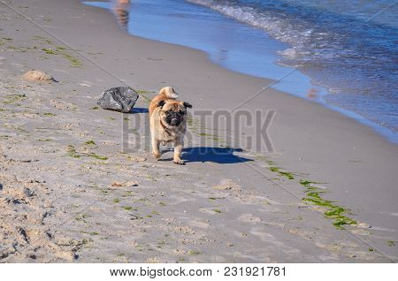 A Dog Of The Pug Breed Is A Clever, Light-haired, Ginger-colored Walker Playing On The Seaside With 