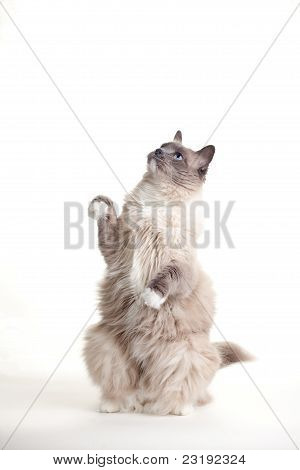 Serie - Ragdoll Katzen