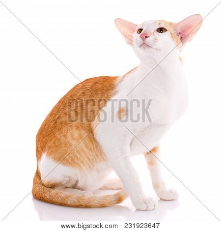 Red Kitten Peterbald Oriental Cat Isolated On White Background