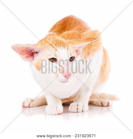 Portrait Of A Oriental Cat Bi-color Red And White With Yellow Eyes. Isolated Of White Background