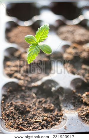A Green Sprout Of The First Spring Early Hemp Sprouted From The Ground With Two Small Leaves Of Mari