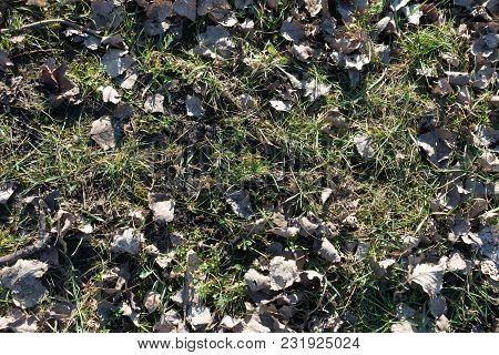 Grayish Brown Fallen Leaves In The Grass In Late Autumn