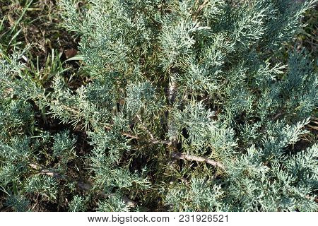 Closeup Of Blue Green Foliage Of Pfitzer Juniper