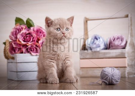 Lop-eared Kitten Plays. Scotland Cat, Kitten. Little Playful Kitten With Ball Of Threads. Bouquet Of