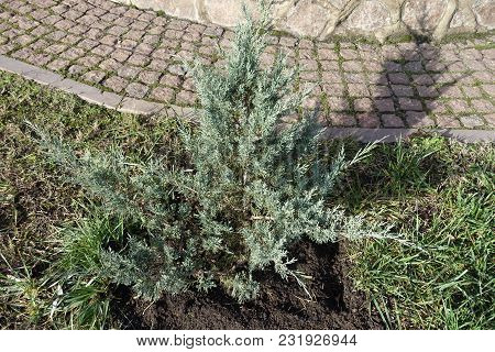 Young Pfitzer Juniper Bush In The Garden