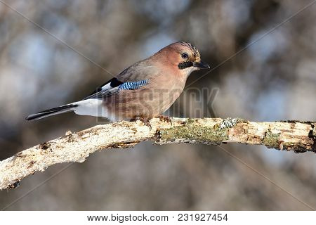 Eurasian Jay (garrulus Glandarius) Sits On A Branch Eaten By Insects (one Can See Every Feather And 
