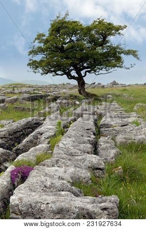 Lone tree and Limestone pavement at Winskill Stones Nature Reserve, near Settle, Yorkshire Dales, North Yorkshire, UK