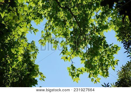 tree branches with blue sky in background and fresh spring leafs close up ready for double exposure mask selection