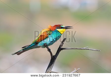 European Bee-eater (merops Apiaster) Sits On A Dry Branch, Ruffling Feathers On The Nape.