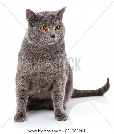 Grey Chartreux Cat With Yellow Orange Eyes Isolated On White Background. Studio Shot. Origin From Fr