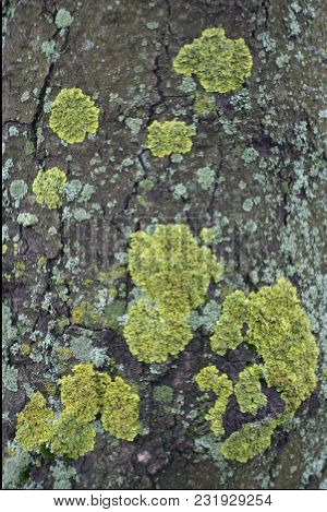 Xanthoria Parietina Lichen On Bark Of Horse Chestnut Tree