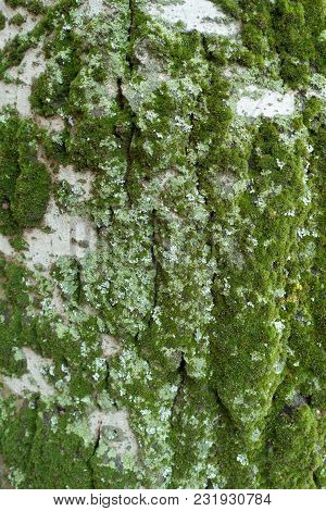 Lichen And Moss On Bark Of Silver Poplar