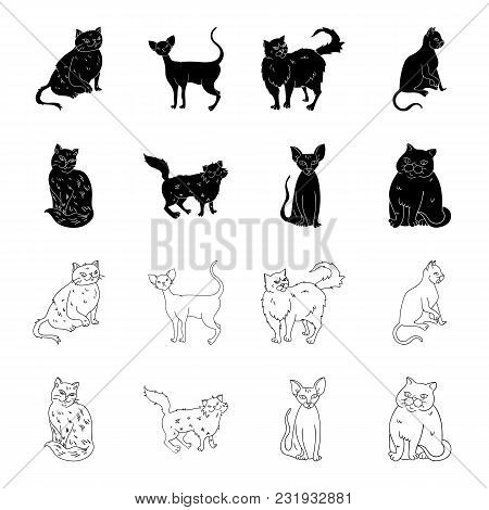 Sphinx, Nibelung, Norwegian Forest Cat And Other Species. Cat Breeds Set Collection Icons In Black, 