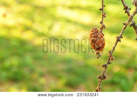 Beautiful Larch Cones And Branch Twig With Green Background. Closeup Of Opening Bud Of European Larc