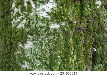 Uneven Surface Of Silver Poplar Bark With Moss And Lichen