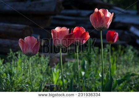 Bright Early Spring First Tulips Of Red-orange Color With Large Buds In The Garden