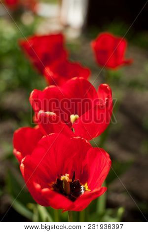 Bright Early Spring First Tulips Of Red-orange Color With Large Buds In The Garden