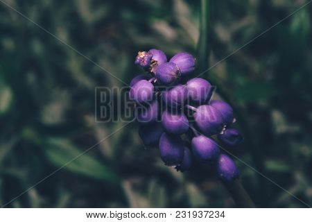 Close Up Of A Blue Grape Hyacinth, Muscari Neglectum