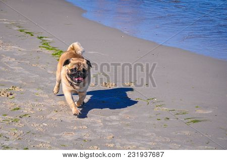 A Dog Of The Pug Breed Is A Clever, Light-haired, Ginger-colored Walker Playing On The Seaside With 