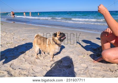 A Dog Of The Pug Breed Is A Clever, Light-haired, Ginger-colored Walker Playing On The Seaside With 