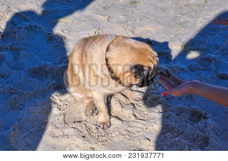 A Dog Of The Pug Breed Is A Clever, Light-haired, Ginger-colored Walker Playing On The Seaside With 
