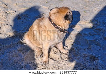 A Dog Of The Pug Breed Is A Clever, Light-haired, Ginger-colored Walker Playing On The Seaside With 