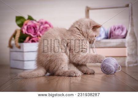 Lop-eared Kitten Plays. Scotland Cat, Kitten. Little Playful Kitten With Ball Of Threads. Bouquet Of