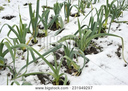 Leeks