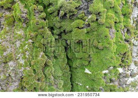 Green Moss On Bark Of Silver Poplar