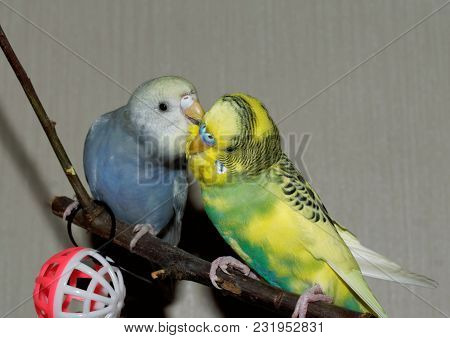 Couple Of Young Budgeigar Parrot Is Sitting On A Branch And Scratch Each Other. The Colors Of The Pa
