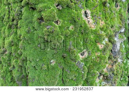 Moss On Bark Of Silver Poplar Tree