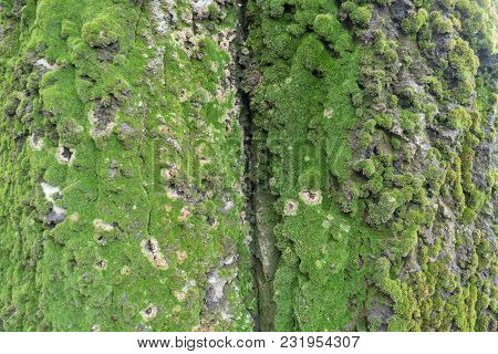 Silver Poplar Bark Covered With Green Moss